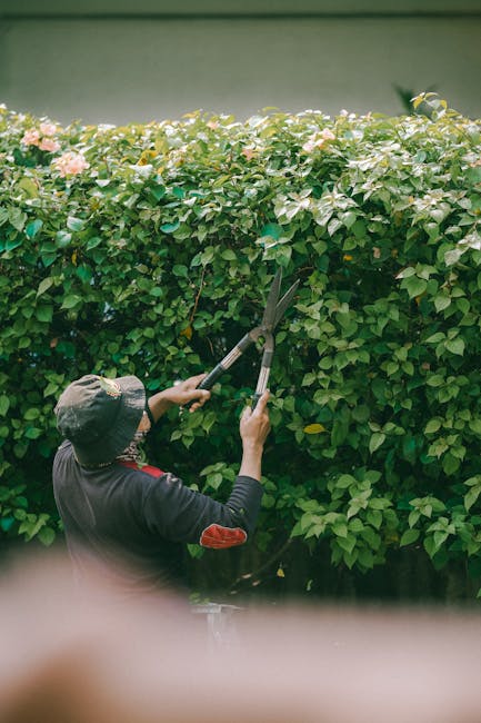 A gardener wearing a pale green cap, yellow and maroon high-visibility vest, and maroon work trousers is trimming a dense hedge with a long-reach pruning tool in a garden. The hedge, which has a mix o